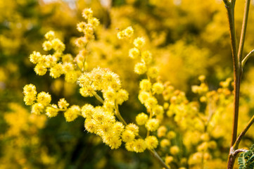 Fondo con flores amarillas de mimosa