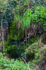 Jardín vertical de plantas trepadoras y enredaderas con agua