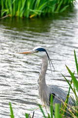 Grey heron (ardea cinerea) standing on a riverbank on a grey cloudy day in spring
