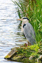 Grey heron (ardea cinerea) standing on a riverbank on a grey cloudy day in spring