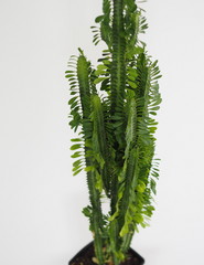 The popular name is euphorbia triangular prickly. Benefit and harm. Cactus Spurge. Tropical flower. It grows at home.