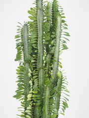 The popular name is euphorbia triangular prickly. Benefit and harm. Cactus Spurge. Tropical flower. It grows at home.