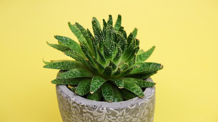 Succulent plant in pot on yellow background.