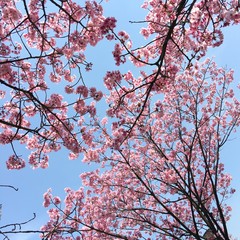 cherry blossom