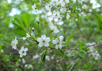 Cherry branches covered with white flowers. A branch of cherry blossoms in early spring.