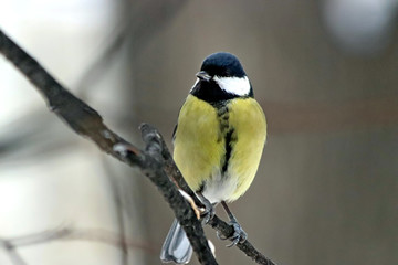 Fototapeta premium blue tit on branch