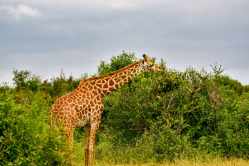 Giraffen im Nationalpark Tsavo Ost, Tsavo West und Amboseli in Kenia