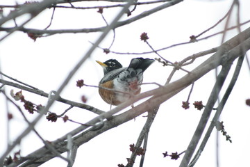 pajarito madre