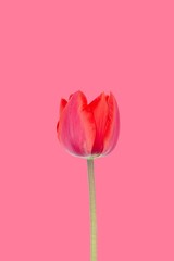 red Tulip flower Bud isolated on pink background