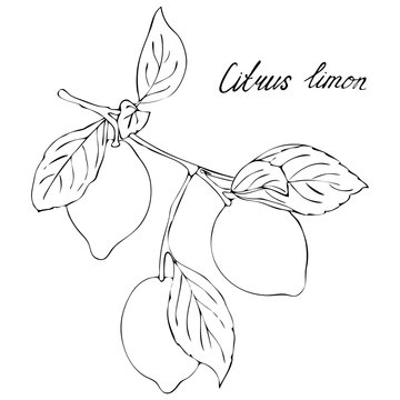 lemon tree branch with fruits, black and white image for your design