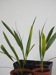 Young date trees grown from seeds. Need a spring transplant. Grow at home.