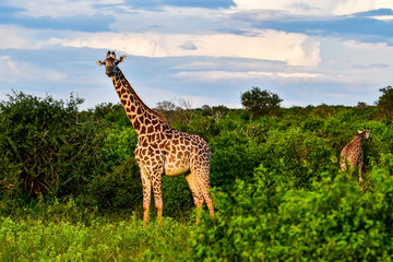 Giraffen im Nationalpark Tsavo Ost, Tsavo West und Amboseli in Kenia