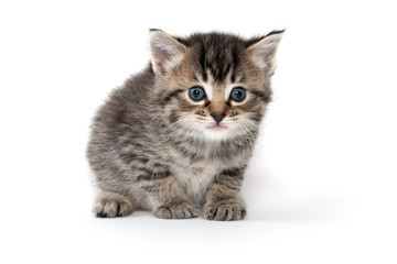 Cute tabby kitten