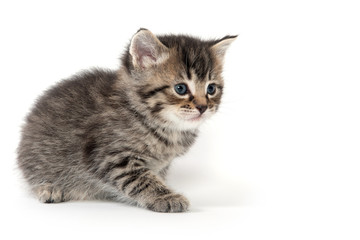 Cute tabby kitten