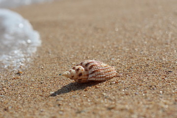 Sea striped seashell on a sandy clean smooth beach on a Sunny day