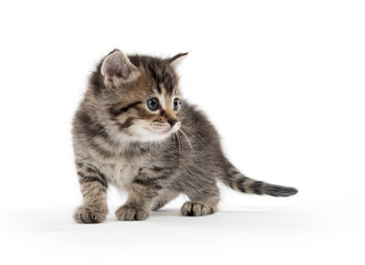 Cute tabby kitten
