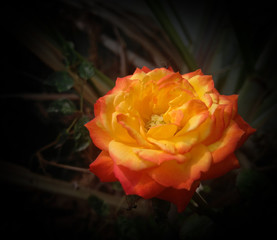 yellow rose flower blooming in the garden