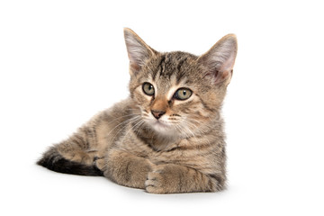 Tabby kitten laying down on white