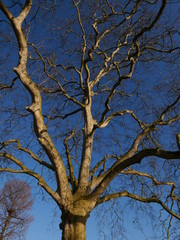 Baum