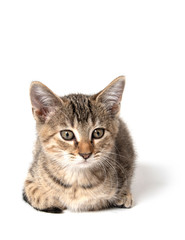 Obraz premium Tabby kitten laying down on white
