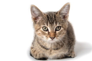 Tabby kitten laying down on white © Tony Campbell