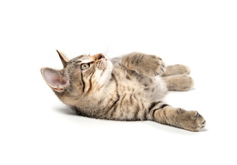 Tabby kitten laying down on white