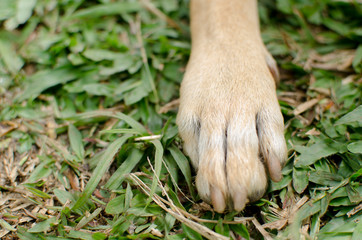 dog paw in nature