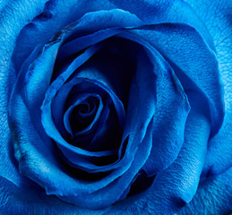 Abstract blue flower background