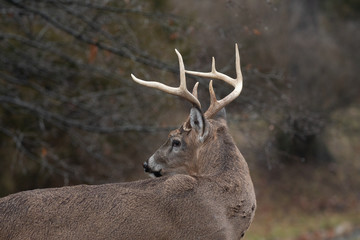 Whitetail deer buck in winter