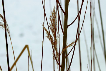 grass and sky