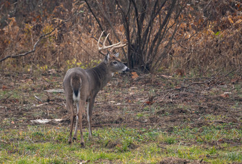 Large whitetailed deer buck