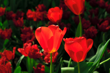 fresh lawn with flowers