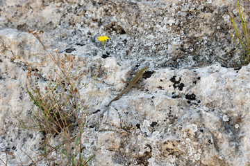 Lizard on the rock