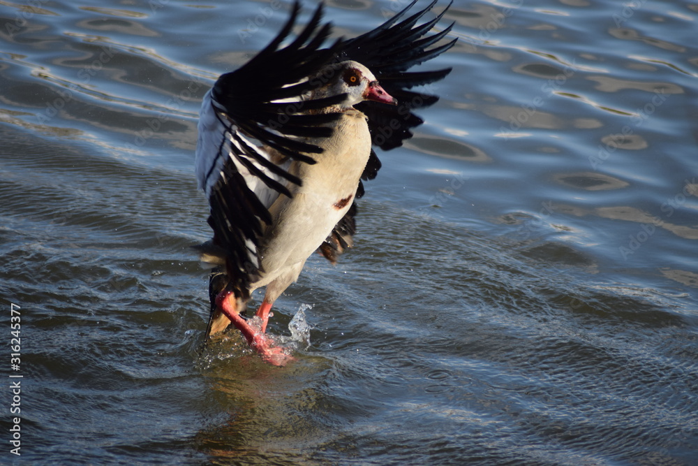 Poster nilgans