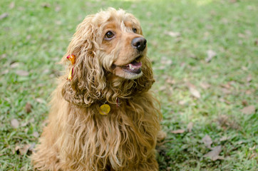 small cocker spaniel dog in nature