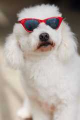 Poodle dog wearing sunglasses