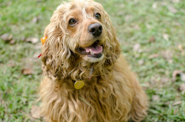 small cocker spaniel dog in nature