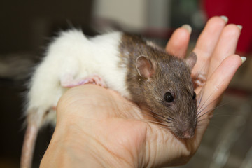 Süße Ratte krabbelt umher © bettina sampl