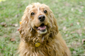 small cocker spaniel dog in nature