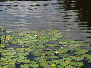 white water lily over water, leaves and reflections