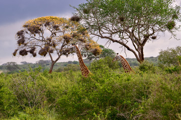 Giraffen im Nationalpark Tsavo Ost, Tsavo West und Amboseli in Kenia