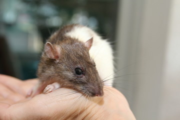 Süße Ratte krabbelt umher © bettina sampl