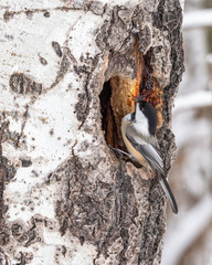 chickadee