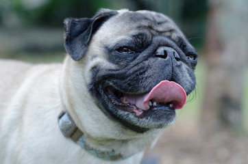 Obraz premium playful dog quiet in nature
