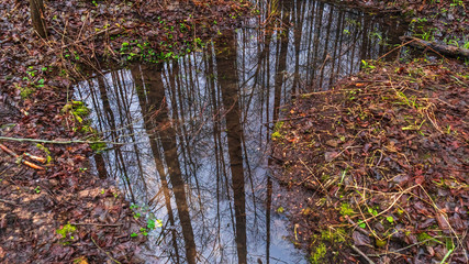 Reflection of the sky in the forest steam Texture of cold water and wilted grass. Abstract background.