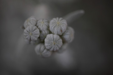 Macro, close-up of a cluster of plant or flower buds