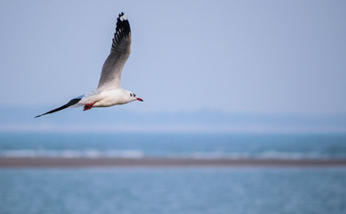 Fototapeta na wymiar A sea gull flies off the coast of the island of Diu in India.