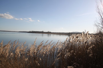 Madine lake natural reeds landscape 