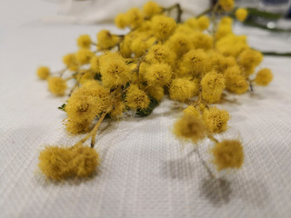 mimose