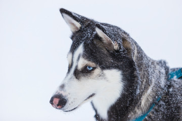 Snow Covered Husky 